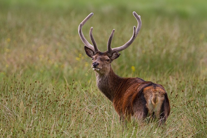 Rothirsch Cervus elaphus